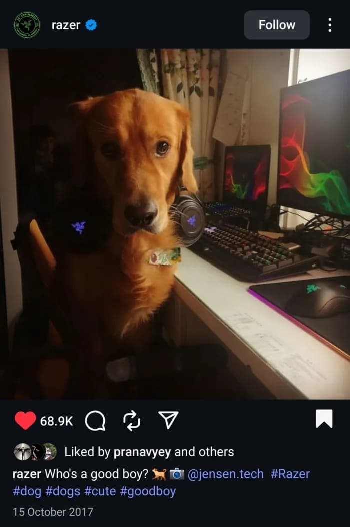 Razer's 2017 Instagram post of Jensen's dog at a desk.
